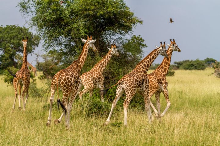 3-Day Kruger Tented Big 5 Safari Tour image