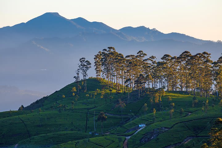 Haputale Highlands from Nuwara Eliya image