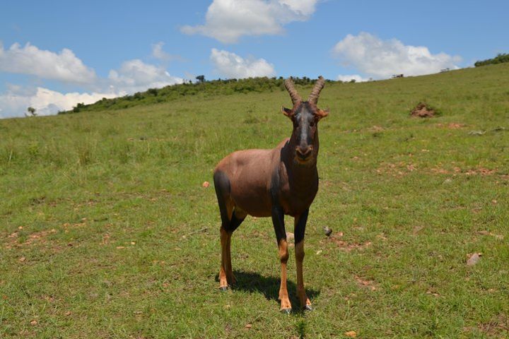  Mara Wildebeest Migration Safari image