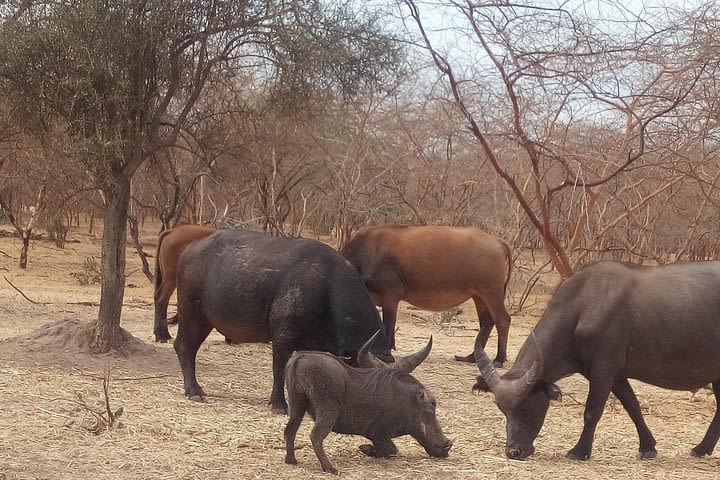 bandia reserve safari with of somone. Minimum 2 people.  image