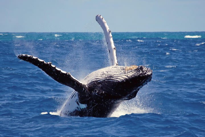 Whales and Dolphins Watching Mirissa  image