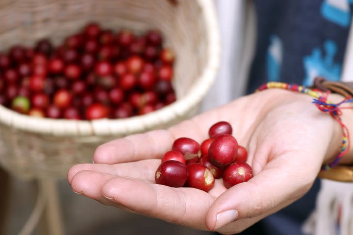 Medellín Hands-on Coffee Tour image