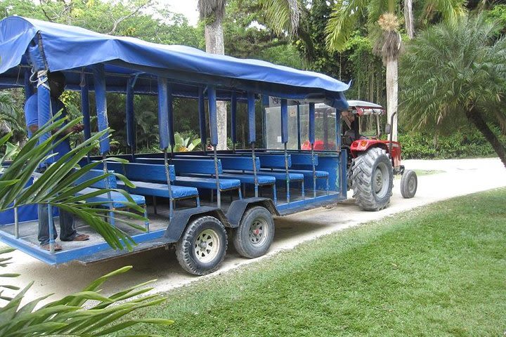 YS Falls and The Pelican Bar Adventure Tour from Negril image