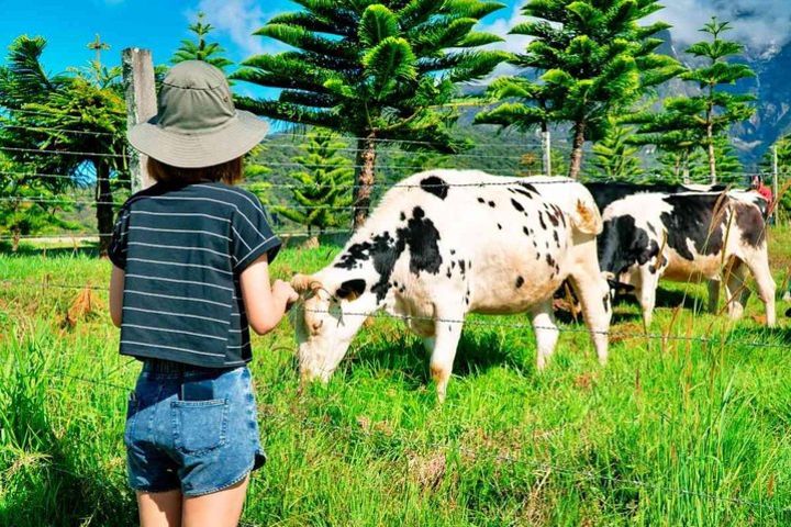 2d1n Kinabalu Park & Poring Canopy Walk & Desa Cow Farm Tour image