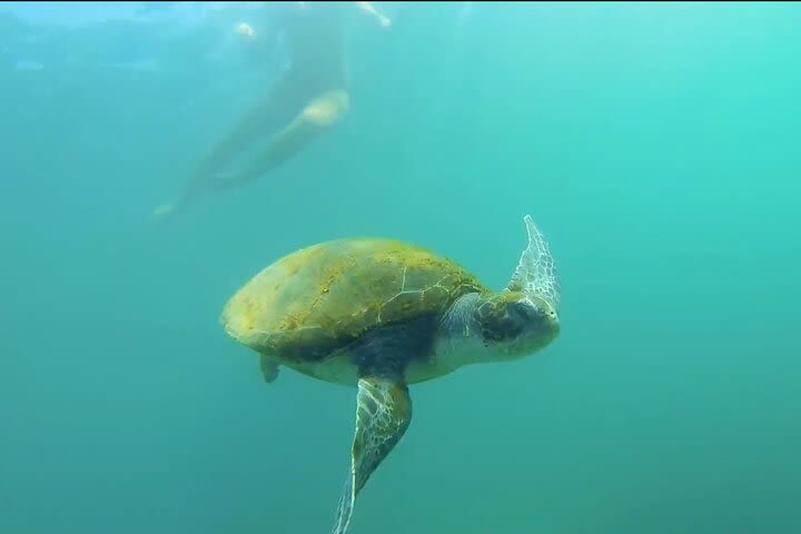 La Jolla Kayak and Snorkel Tour image