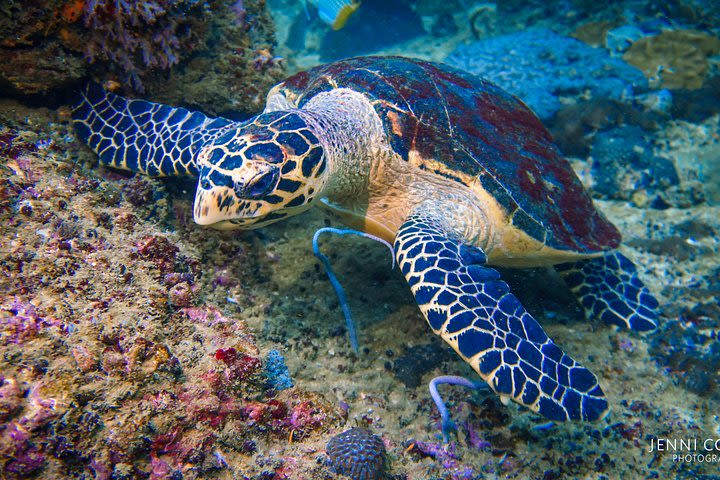 Local Diving, Koh Phi Phi image