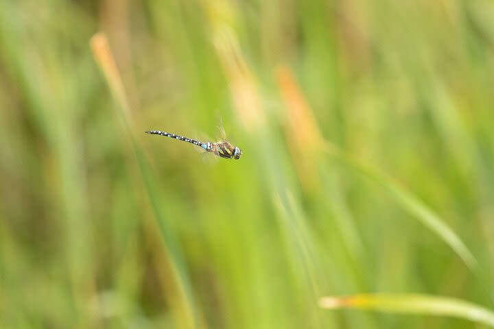 Private Full-Day Bird Watching and Photography by Lake Neuchâtel image