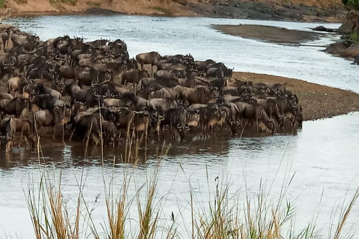 6 Days Migration Safari Serengeti and Ngorongoro Crater image