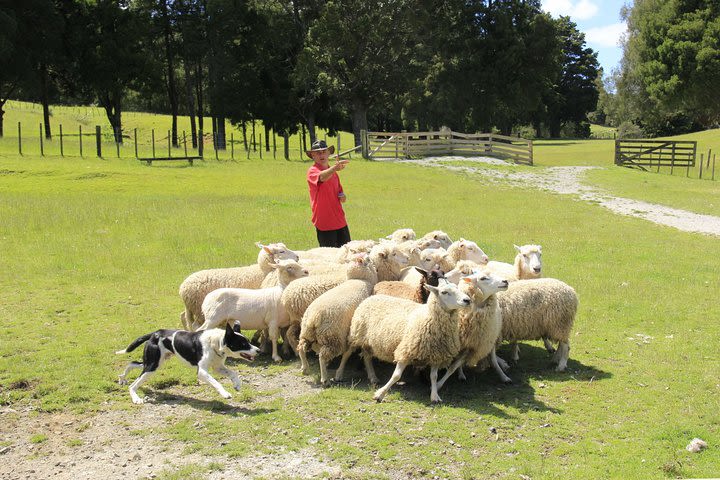 1 Great Day from Auckland - Sheep Shearing LIVE, Manuka Honey - Private Tour image