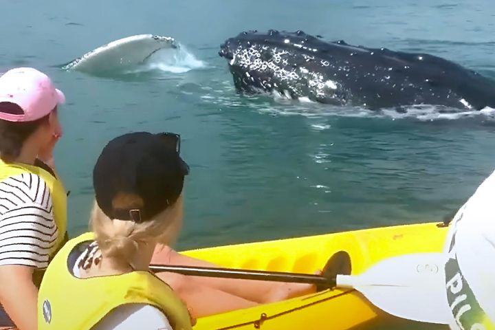 Noosa Whale Watching On Ocean Kayaks & Beach 4X4 Tour  image