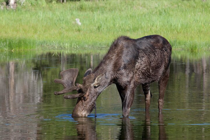 Private Full-Day Guided Tour to Yellowstone from Gardiner image