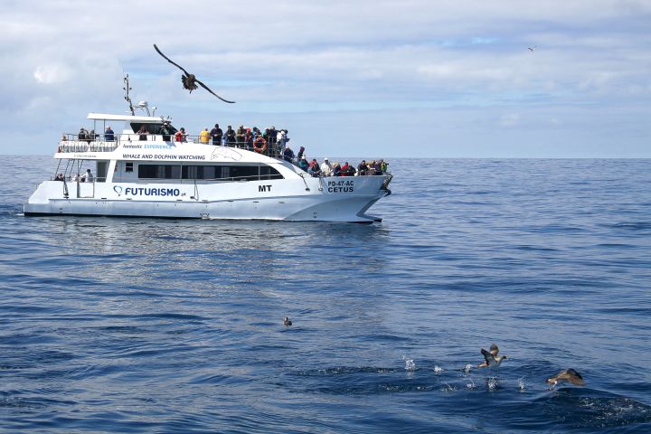 From Ponta Delgada: Whale and Dolphin Watching Experience image