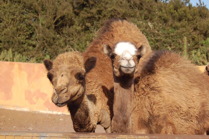 Camel Riding Tour at El Tanque, Tenerife image