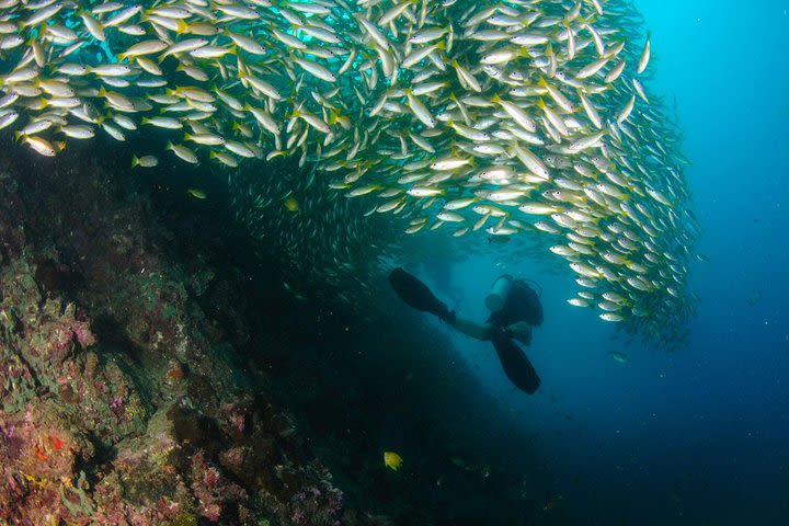 Dive Trip to Phi Phi from Phuket for certified divers image