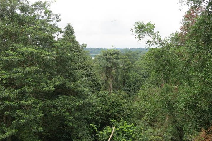 TreeTop Walk at MacRitchie Reservoir image