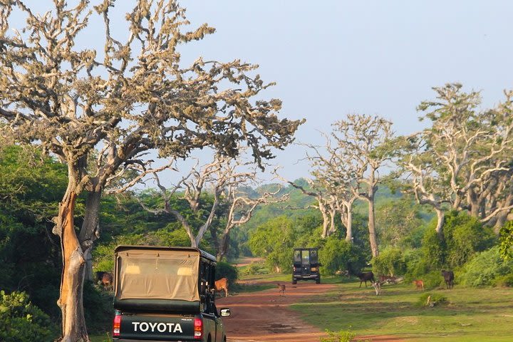 Bundala National Park Safari from Mirissa image