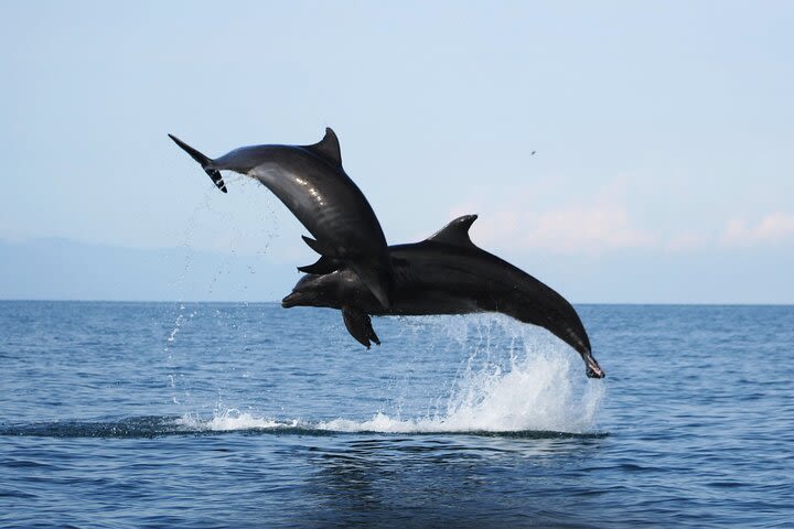 Wild dolphins encounter & snorkeling at Los Arcos  image