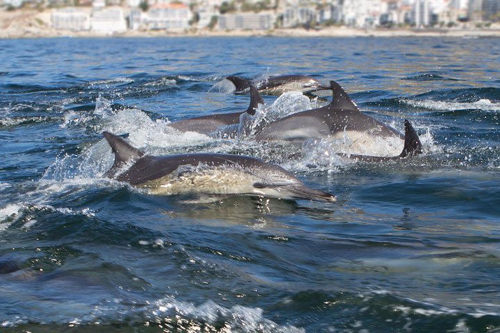Ocean Wildlife Encounter in Cape Town image
