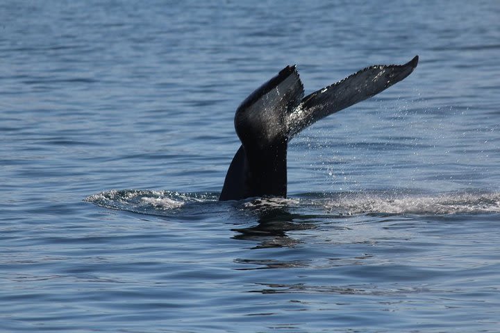 Amazing Westfjords - Nature tour in Isafjardardjup bay image