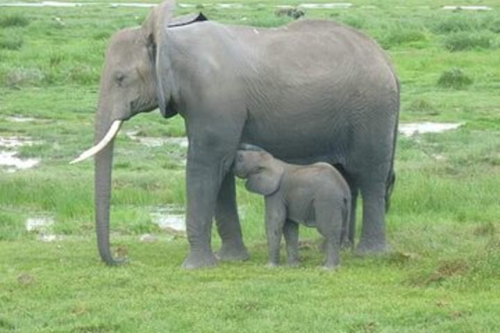 2 Day safari to Mikumi departure from Zanzibar  image