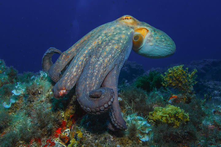 Fun Scuba Diving in Tenerife  image