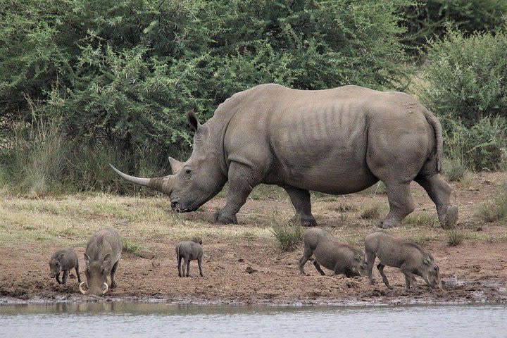 3 Days Masai Mara Wildlife private safari - Mid range budget image