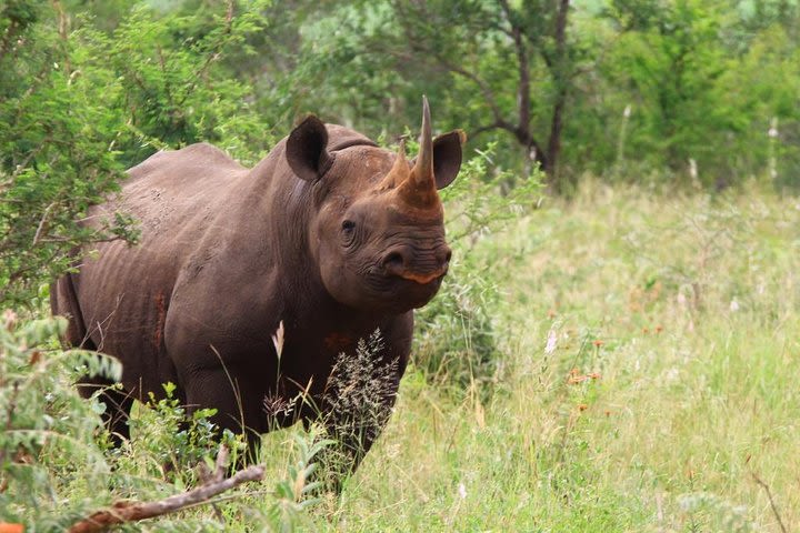 5 day 4 night Mpumalanga Kruger Safari tour image