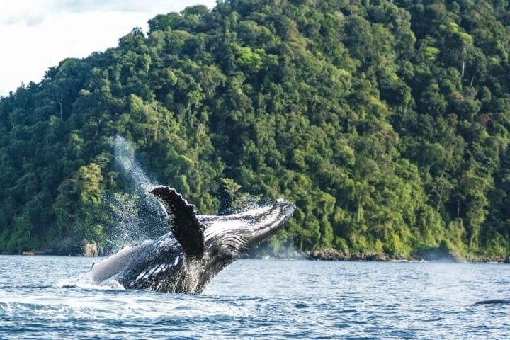 Colombian Pacific Whale Watching Tour image