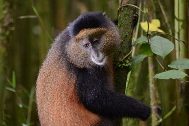 1 Day Rwanda Golden Monkey Tracking Tour image