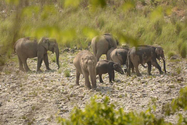 Best Wilderness Experience through Jim Corbett Experience image