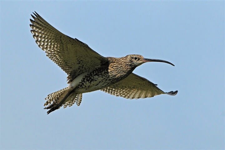 Private 3-Hour Bird Watching by Boat on Lough Corrib Galway image