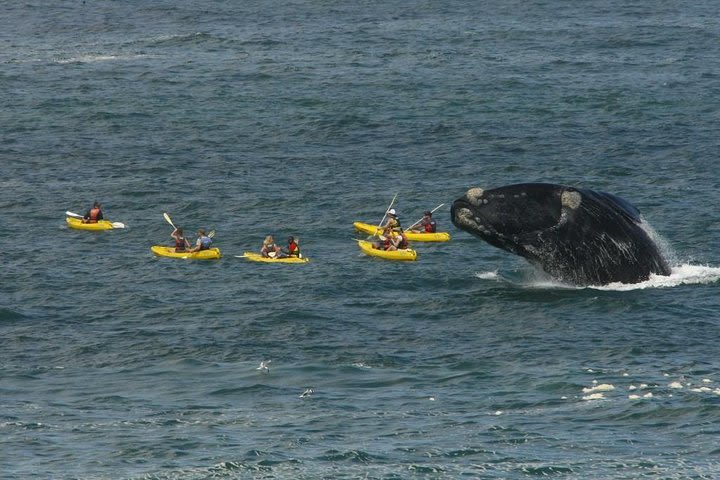 Cape Town: HERMANUS WHALES & WINE Private Full Day Tour image