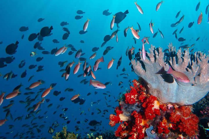 Private tour 4 days 3 nights Komodo on boat, waterfall and Rangko cave  image