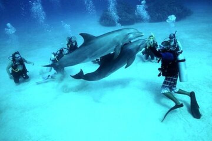 Dolphin House Sea Trip (Snorkeling & Diving & Water Sports) - Hurghada image