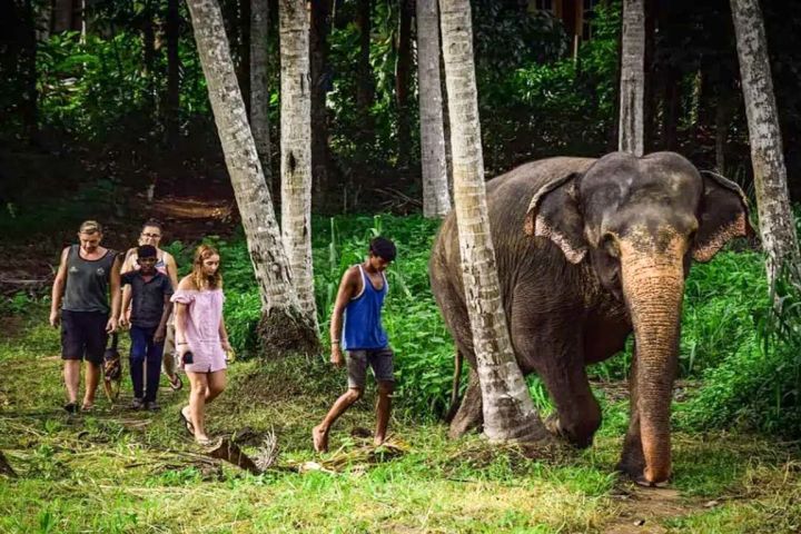 Private One day Tour to the Kandy in Sri Lanka. image