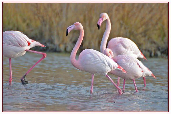 a unique experience in wild and authentic Camargue, a 4x4 safari image