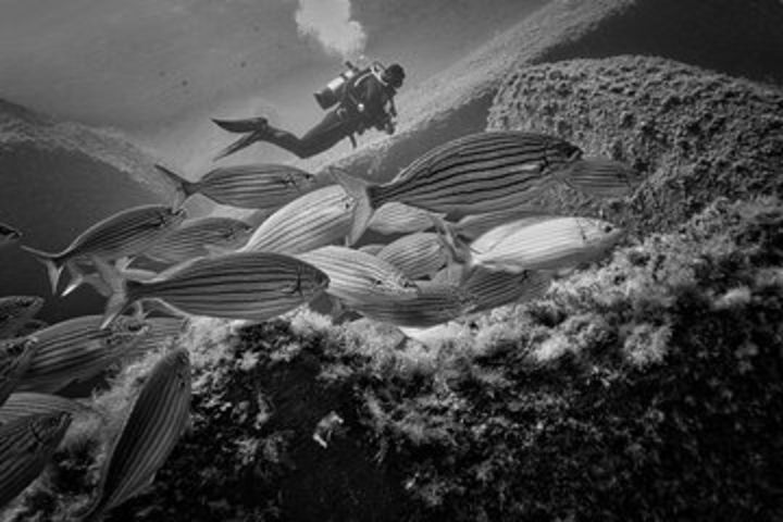 package of 6 single dives to the Capo Carbonara Marine Protected Area image