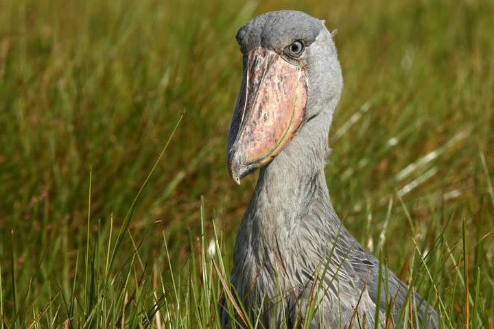 2 Days Birding Tour in Entebbe image