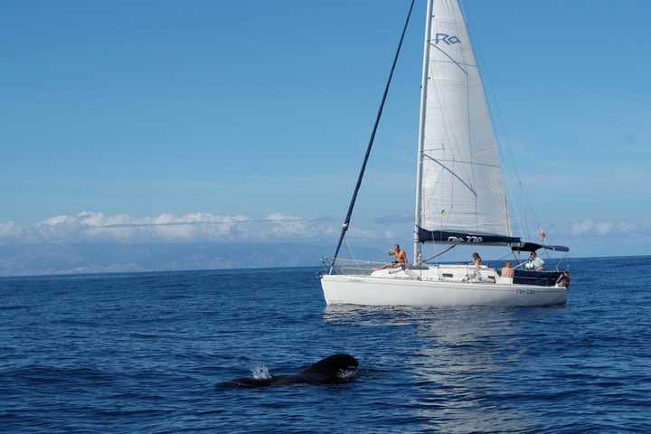 Tenerife Private Luxury Charter with Snorkeling Stop image