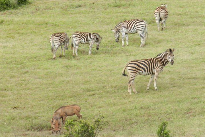 Port Elizabeth Shore Excursion: Addo Elephant Full Day Safari &"Braai"Lunch(BBQ) image