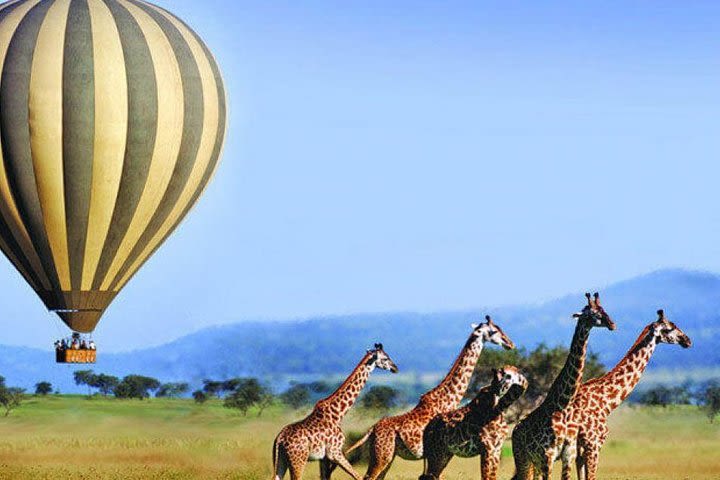 3-days Serengeti Balloon flight experience image