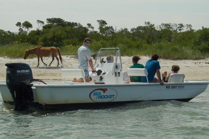 Assateague Island Pony Cruise image