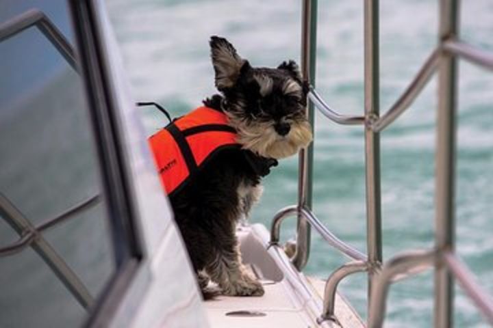 Akaroa Harbour Nature Cruise with Dolphin Watching image