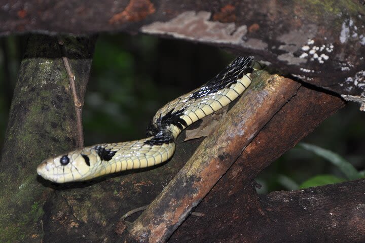 Corcovado tour-1 night at Sirena station-Starting and finishing in Drake Bay image