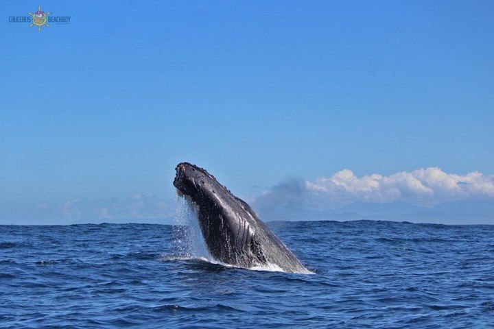 Whale Watching Expedition image