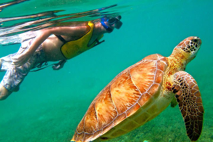 From Riviera Maya Visit a Cenote and Swim with Turtles in Akumal image