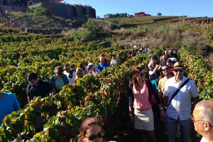 Tenerife Gastronomy Tour with Two Winery Visits and 4-Course Lunch image