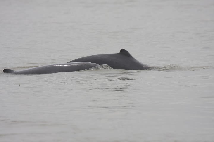 3-Day (Private) Explorer Irrawaddy Dolphins & Cooperative Fishing Communities image