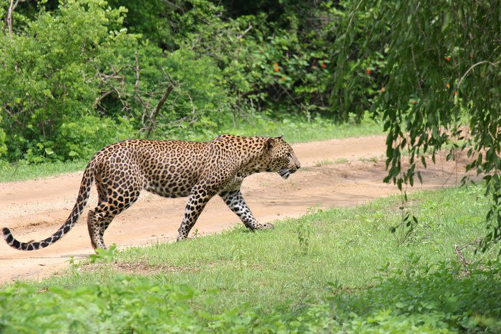 Full day Safari - Yala National Park - 04.30 am to 06.00 pm with - Janaka safari image