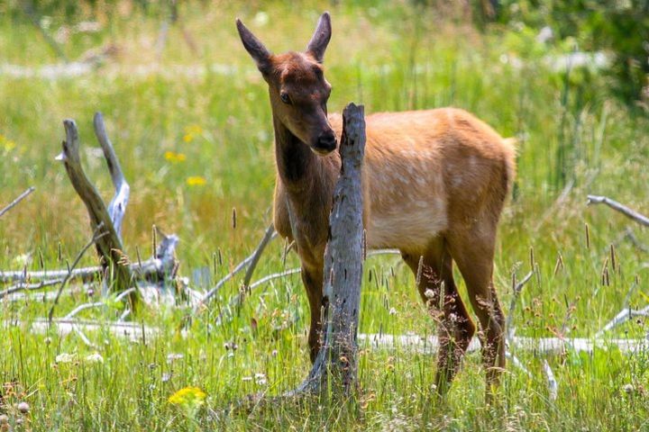 Yellowstone Private Upper Loop Tour image